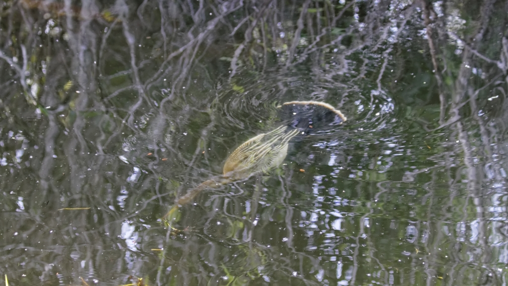 02 - Everglade NP (66) Anhinga.jpg